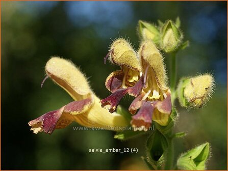 Salvia &#039;Amber&#039; | Salie, Salvia | Salbei | Sage