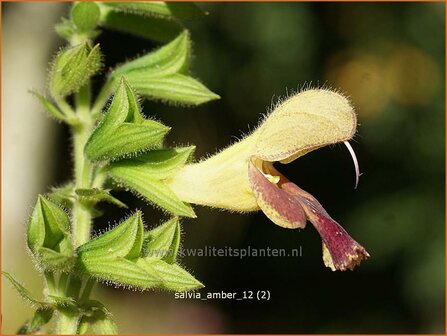 Salvia &#039;Amber&#039; | Salie, Salvia | Salbei | Sage