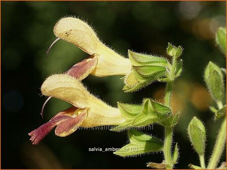 Salvia &#039;Amber&#039; | Salie, Salvia | Salbei | Sage