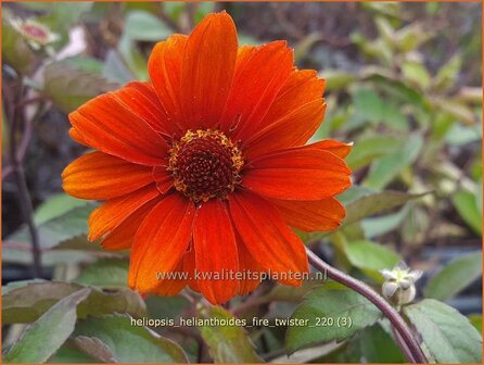 Heliopsis helianthoides &#039;Fire Twister&#039; | Zonneoog | Gew&ouml;hnliches Sonnenauge | Rough Heliopsis