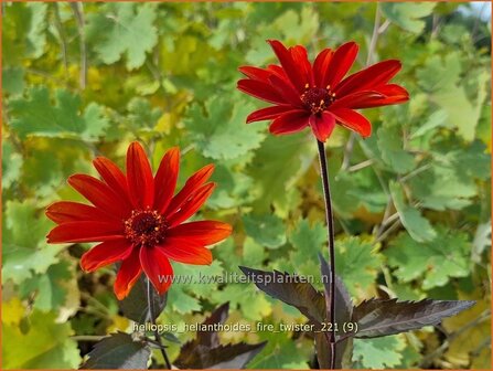 Heliopsis helianthoides &#039;Fire Twister&#039; | Zonneoog | Gew&ouml;hnliches Sonnenauge | Rough Heliopsis