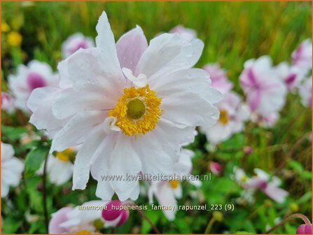 Anemone hupehensis &#039;Fantasy Rapunzel&#039; | Herfstanemoon, Japanse anemoon, Anemoon | Herbstanemone | Japanese Anemon