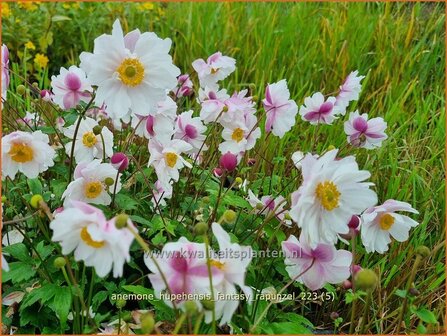 Anemone hupehensis &#039;Fantasy Rapunzel&#039; | Herfstanemoon, Japanse anemoon, Anemoon | Herbstanemone | Japanese Anemon