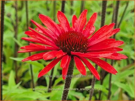 Echinacea purpurea &#039;SunSeekers Orange&#039; | Rode zonnehoed, Zonnehoed | Roter Sonnenhut | Purple Coneflower