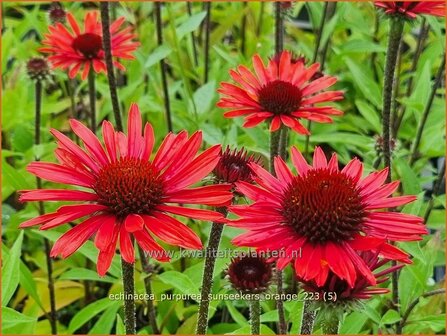 Echinacea purpurea &#039;SunSeekers Orange&#039; | Rode zonnehoed, Zonnehoed | Roter Sonnenhut | Purple Coneflower