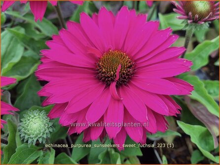 Echinacea purpurea &#039;SunSeekers Sweet Fuchsia&#039; | Rode zonnehoed, Zonnehoed | Roter Sonnenhut | Purple Coneflower