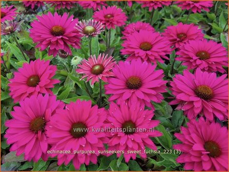 Echinacea purpurea &#039;SunSeekers Sweet Fuchsia&#039; | Rode zonnehoed, Zonnehoed | Roter Sonnenhut | Purple Coneflower