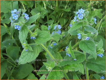 Pentaglottis sempervirens | Overblijvende ossentong, Groene ossentong | Gr&uuml;ne Ochsenzunge | Green Alkanet