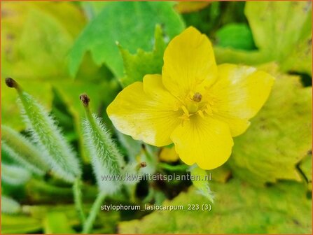 Stylophorum lasiocarpum | Bosklaproos | Sch&ouml;llkrautmohn | Celandine Poppy