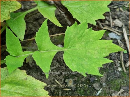 Stylophorum lasiocarpum | Bosklaproos | Sch&ouml;llkrautmohn | Celandine Poppy