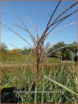 Miscanthus sinensis &#039;Strictus&#039; | Zebragras, Prachtriet, Chinees riet, Japans sierriet | Zebraschilf | Zebra grass