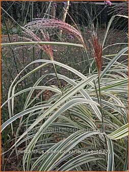 Miscanthus sinensis &#039;Variegatus&#039; | Chinees prachtriet, Chinees riet, Japans sierriet, Sierriet | Chinaschilf | Eulali