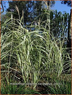 Miscanthus sinensis &#039;Variegatus&#039; | Chinees prachtriet, Chinees riet, Japans sierriet, Sierriet | Chinaschilf | Eulali