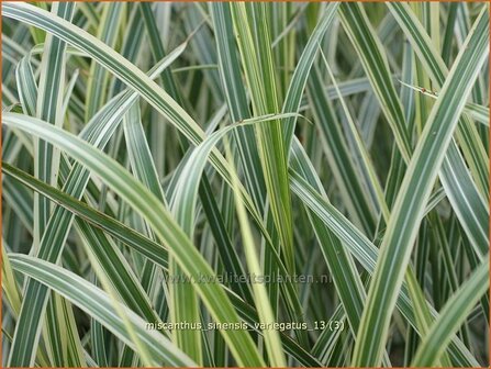 Miscanthus sinensis &#039;Variegatus&#039; | Chinees prachtriet, Chinees riet, Japans sierriet, Sierriet | Chinaschilf | Eulali