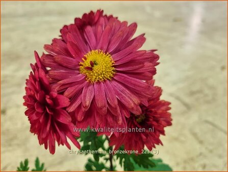 Chrysanthemum &#039;Bronzekrone&#039; | Tuinchrysant, Chrysant | Herbstchrysantheme | Chrysanthemum