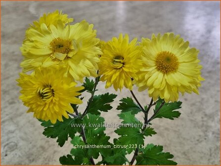 Chrysanthemum &#039;Citrus&#039; | Tuinchrysant, Chrysant | Herbstchrysantheme | Chrysanthemum