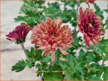 Chrysanthemum &#039;Herbstbrokat&#039; | Tuinchrysant, Chrysant | Herbstchrysantheme | Chrysanthemum