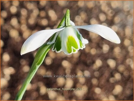 Galanthus &#039;Hippolyta&#039; | Sneeuwklokje | Schneetr&ouml;pfchen | Snowdrop