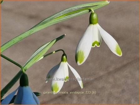 Galanthus nivalis &#039;Viridapice&#039; | Gewoon sneeuwklokje, Sneeuwklokje | Kleines Schneegl&ouml;ckchen | Common Snowdrop