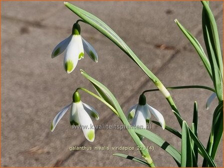 Galanthus nivalis &#039;Viridapice&#039; | Gewoon sneeuwklokje, Sneeuwklokje | Kleines Schneegl&ouml;ckchen | Common Snowdrop