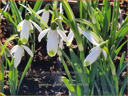 Galanthus nivalis &#039;Viridapice&#039; | Gewoon sneeuwklokje, Sneeuwklokje | Kleines Schneegl&ouml;ckchen | Common Snowdrop