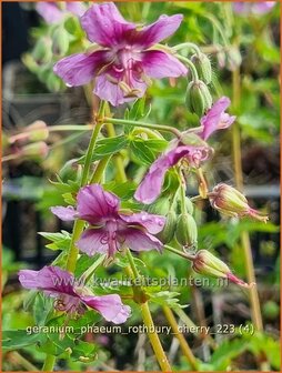 Geranium phaeum &#039;Rothbury Cherry&#039; | Donkere ooievaarsbek, Ooievaarsbek, Tuingeranium, Geranium | Brauner Storchsc