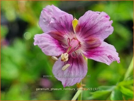 Geranium phaeum &#039;Rothbury Cherry&#039; | Donkere ooievaarsbek, Ooievaarsbek, Tuingeranium, Geranium | Brauner Storchsc