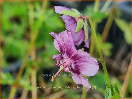 Geranium phaeum &#039;Rothbury Cherry&#039; | Donkere ooievaarsbek, Ooievaarsbek, Tuingeranium, Geranium | Brauner Storchsc