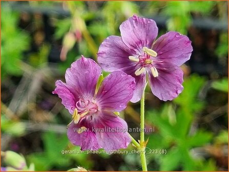 Geranium phaeum &#039;Rothbury Cherry&#039; | Donkere ooievaarsbek, Ooievaarsbek, Tuingeranium, Geranium | Brauner Storchsc