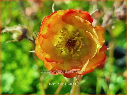 Geum &#039;Nonna&#039; | Nagelkruid | Nelkenwurz | Avens