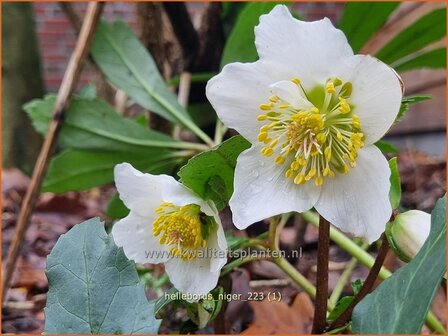 Helleborus niger | Kerstroos, Nieskruid | Christrose | Christmas Rose