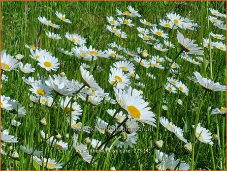 Leucanthemum vulgare | Gewone margriet | Wiesenmargerite | Moon Daisy