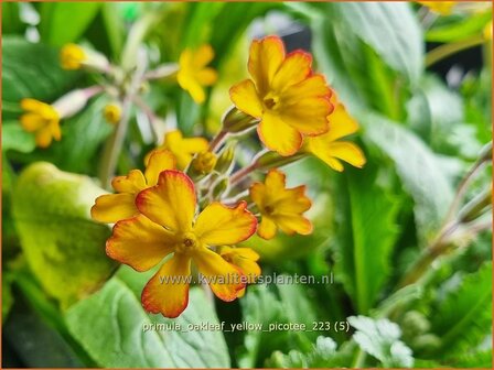 Primula &#039;Oakleaf Yellow Picotee&#039; | Sleutelbloem | Primel | Primrose