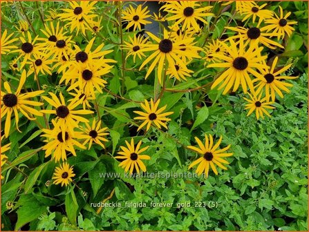 Rudbeckia fulgida &#039;Forever Gold&#039; | Zonnehoed | Gew&ouml;hnlicher Sonnenhut | Black Eyed Susan