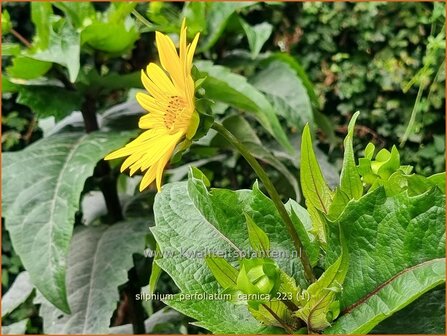 Silphium perfoliatum &#039;Carnica&#039; | Zonnekroon, Silphie | Durchwachsene Silphie | Cup Plant