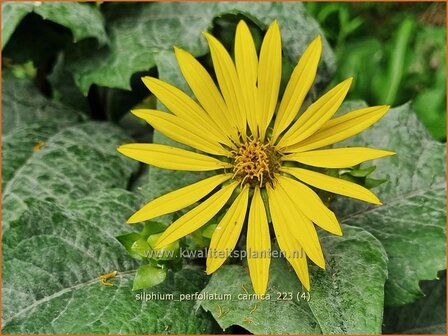 Silphium perfoliatum &#039;Carnica&#039; | Zonnekroon, Silphie | Durchwachsene Silphie | Cup Plant