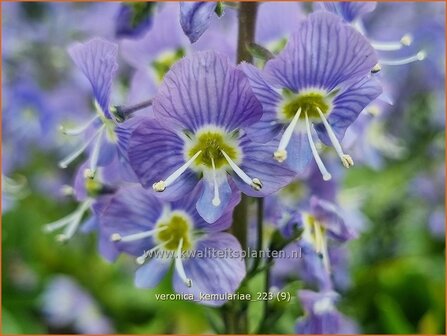 Veronica kemulariae | Ereprijs | Ehrenpreis | Speedwell