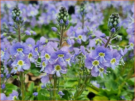 Veronica kemulariae | Ereprijs | Ehrenpreis | Speedwell