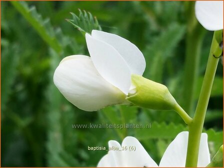 Baptisia alba | Valse indigo, Indigolupine | Wei&szlig;bl&uuml;hende F&auml;rberh&uuml;lse | White Wild Indigo