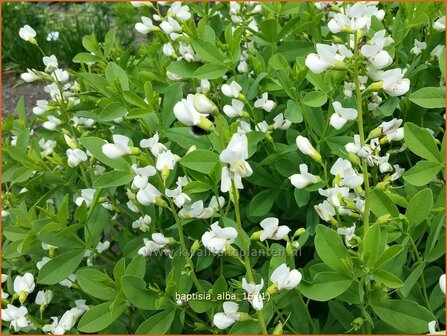 Baptisia alba | Valse indigo, Indigolupine | Wei&szlig;bl&uuml;hende F&auml;rberh&uuml;lse | White Wild Indigo