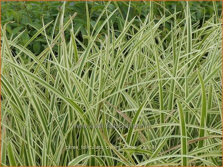 Carex foliosissima &#039;Cream Dance&#039; | Zegge | Segge | Sedge