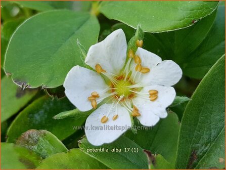 Potentilla alba | Ganzerik | Wei&szlig;bl&uuml;hendes Fingerkraut