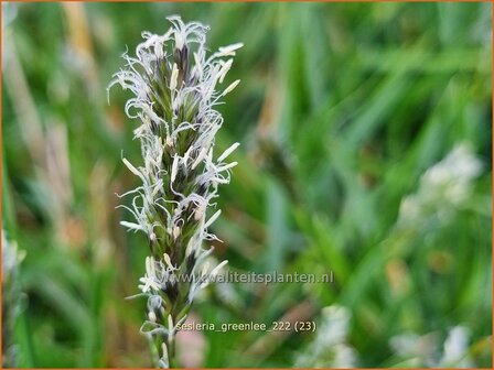 Sesleria &#039;Greenlee Hybrid&#039; | Blauwgras | Blaugras | Blue Moor Grass