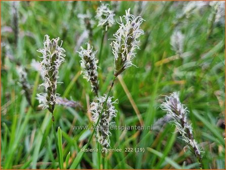 Sesleria &#039;Greenlee Hybrid&#039; | Blauwgras | Blaugras | Blue Moor Grass