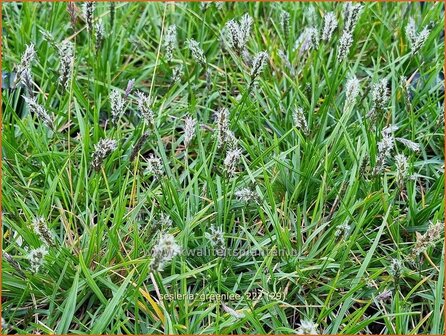 Sesleria &#039;Greenlee Hybrid&#039; | Blauwgras | Blaugras | Blue Moor Grass