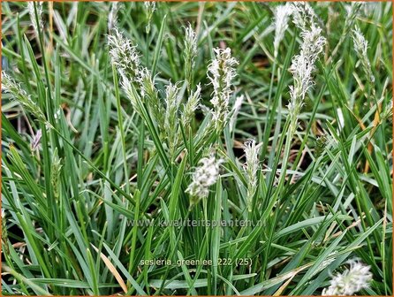 Sesleria &#039;Greenlee Hybrid&#039; | Blauwgras | Blaugras | Blue Moor Grass