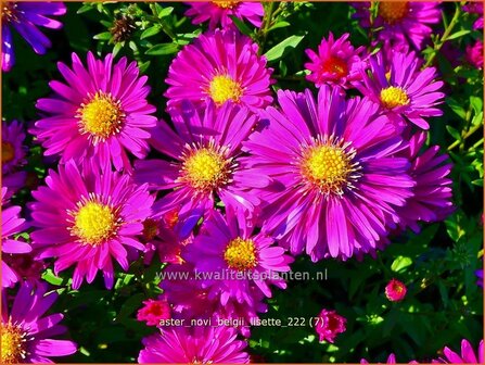 Aster novi-belgii &#039;Lisette&#039; | Nieuw-Nederlandse aster, Herfstaster, Aster | Glattblatt-Aster | New York Aster