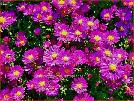 Aster novi-belgii &#039;Lisette&#039; | Nieuw-Nederlandse aster, Herfstaster, Aster | Glattblatt-Aster | New York Aster