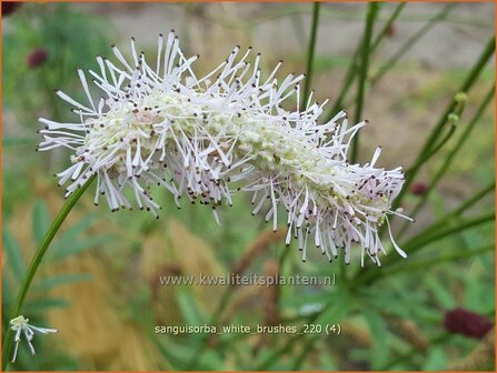 Sanguisorba &#039;White Brushes&#039; | Japanse pimpernel, Pimpernel, Sorbenkruid | Japanischer Wiesenknopf | Japanese Burn