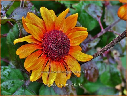 Heliopsis helianthoides &#039;Luna Roja&#039; | Zonneoog | Gew&ouml;hnliches Sonnenauge | Rough Heliopsis